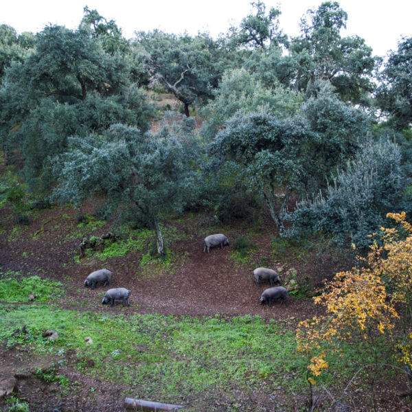 生ハムの種類について知っておきたい3つのポイント！