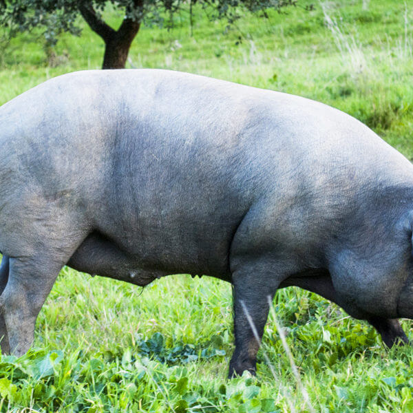 ベジョータってどういう意味？イベリコベジョータはとても希少！？