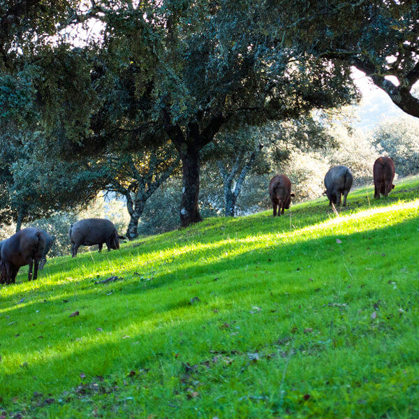 ハモン・イベリコができるまで