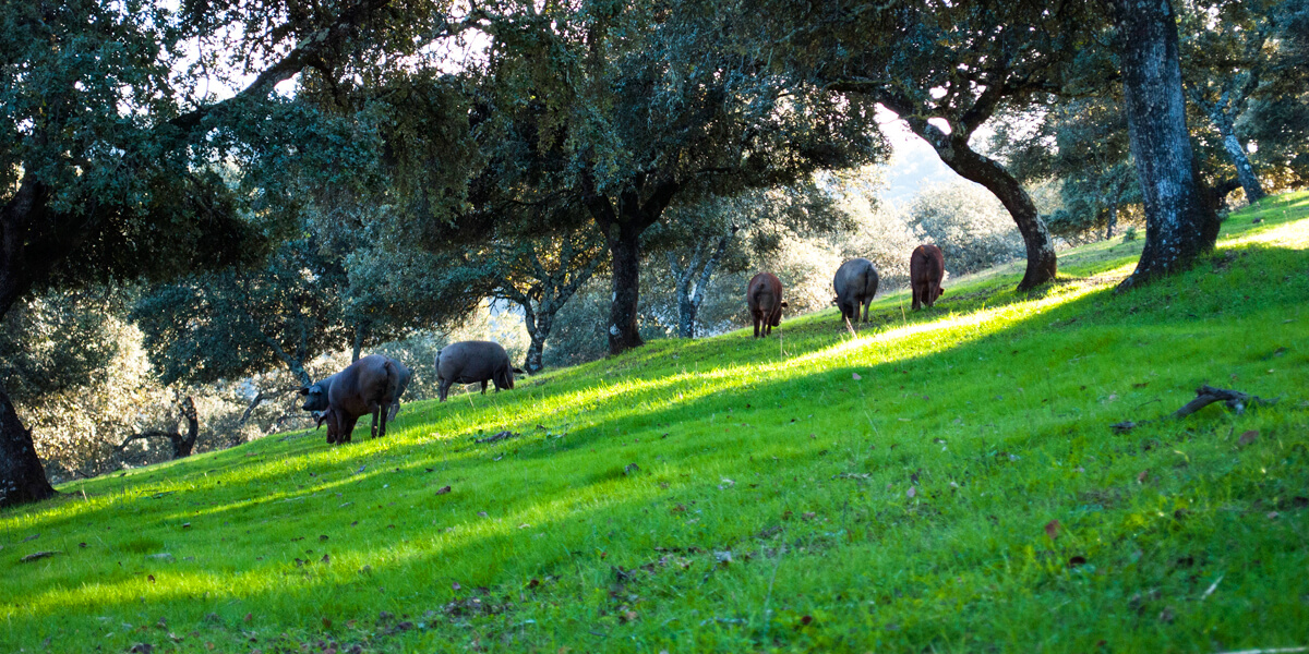 生ハムが出来るまで