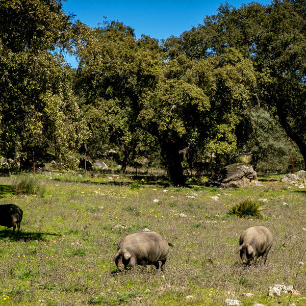 ハモン・イベリコのランク