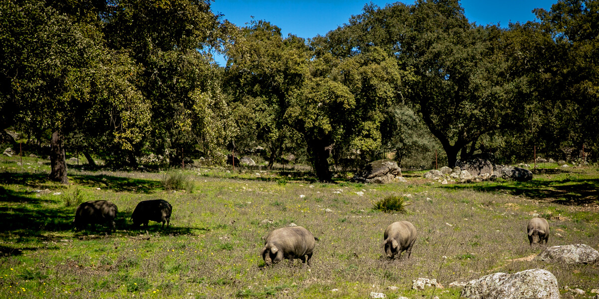イベリコ豚のグレード