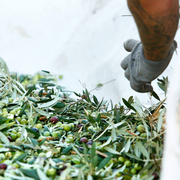 THE STORY of Palacio Marqués de Viana