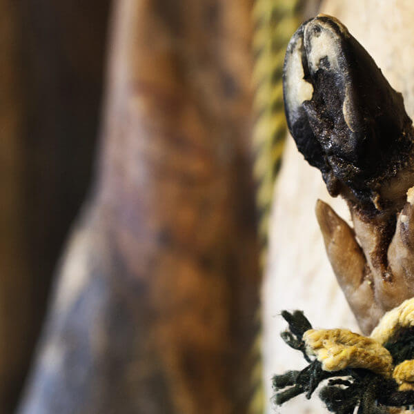 ハモン・セラーノとハモン・イベリコは同義語なのか