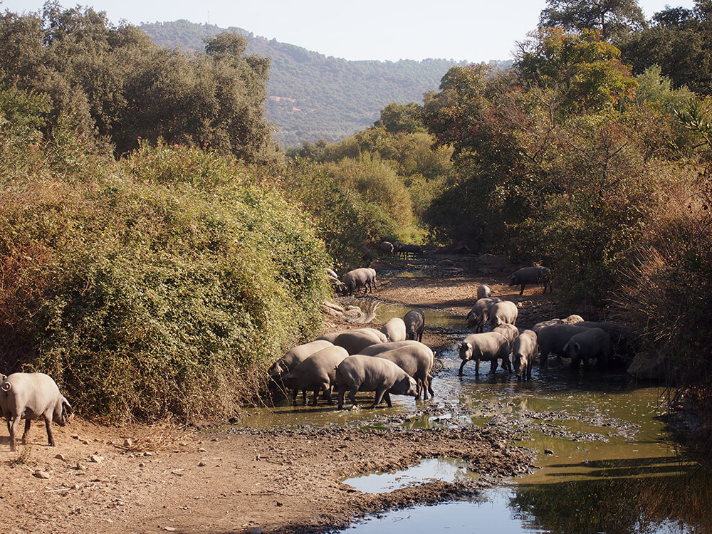 アルトーロ・サンチェスのイベリコ豚農場