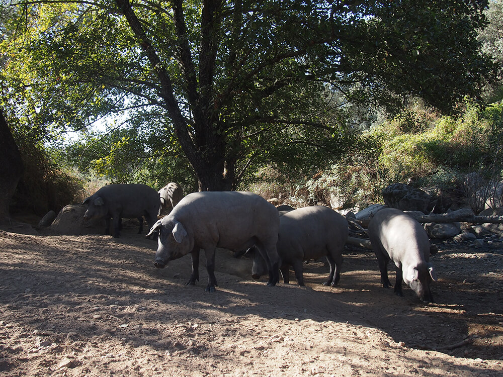アルトゥーロ・サンチェスのイベリコ豚農場