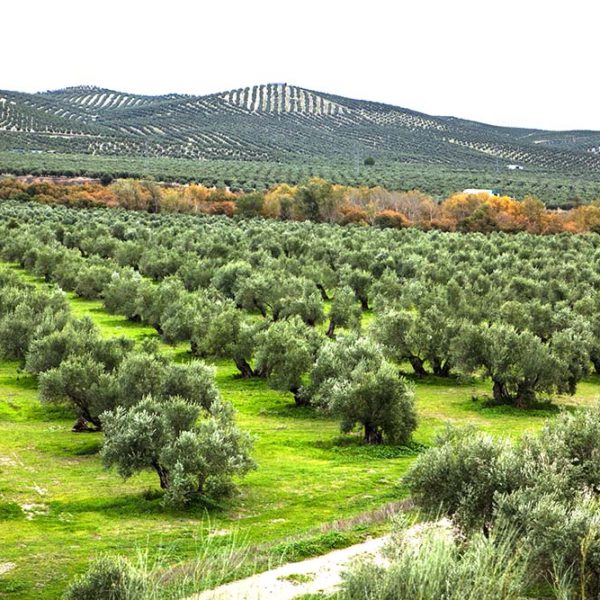 環境の事を考えたサスティナブルなオリーブ農園