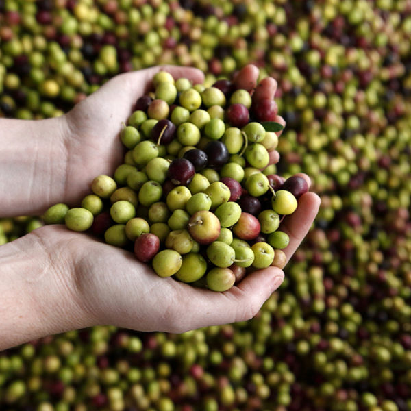 酸度0.3%以下のエキストラバージンオリーブオイルの秘訣